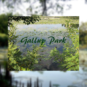 Gallup Park In Ann Arbor Postcard