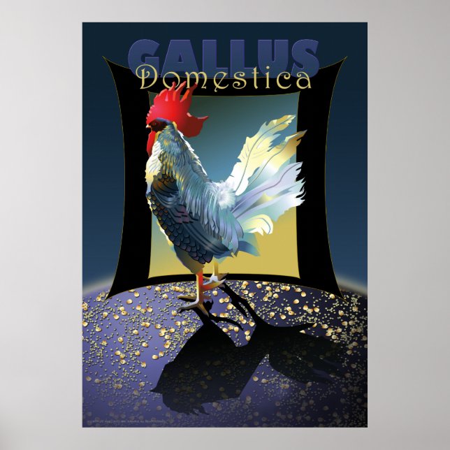 Gallus Domestica Poster (Front)