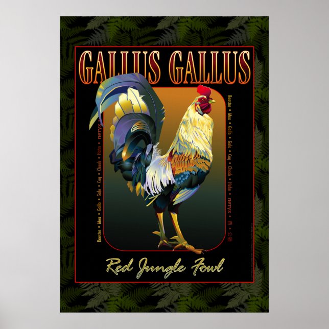 Gallus Gallus International Poster (Front)