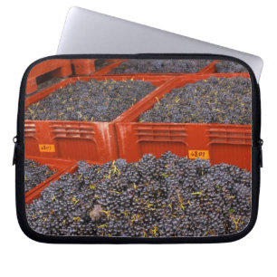 Gamay grapes just in from the harvest at the laptop sleeve