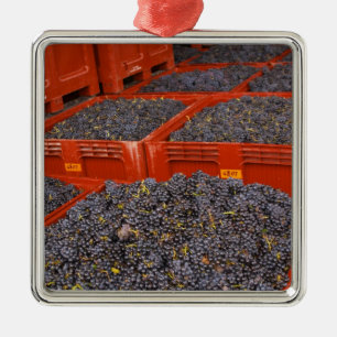 Gamay grapes just in from the harvest at the metal ornament