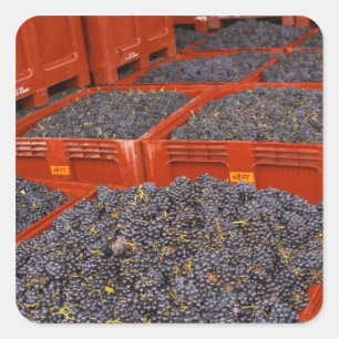 Gamay grapes just in from the harvest at the square sticker