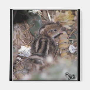 Gambel’s Quail baby Magnet