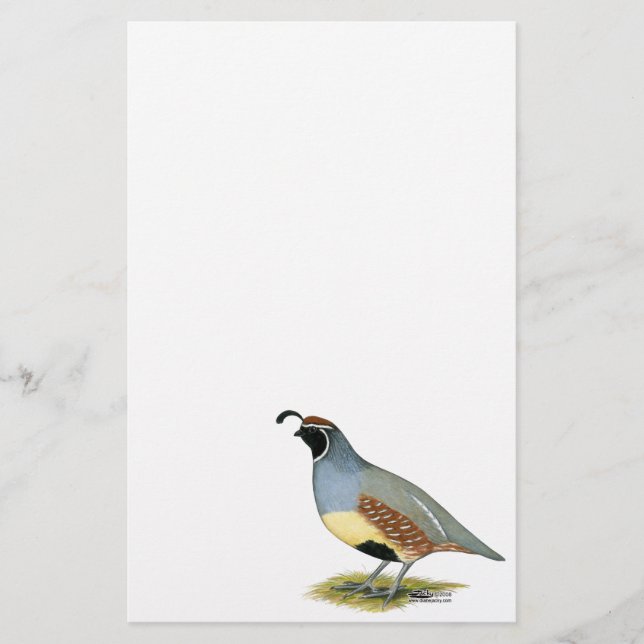 Gambel's Desert Quail (Front)