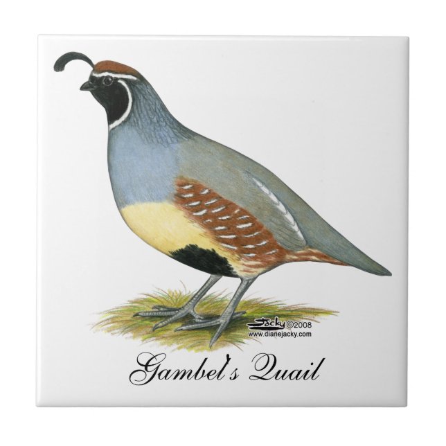 Gambel's Desert Quail Ceramic Tile (Front)