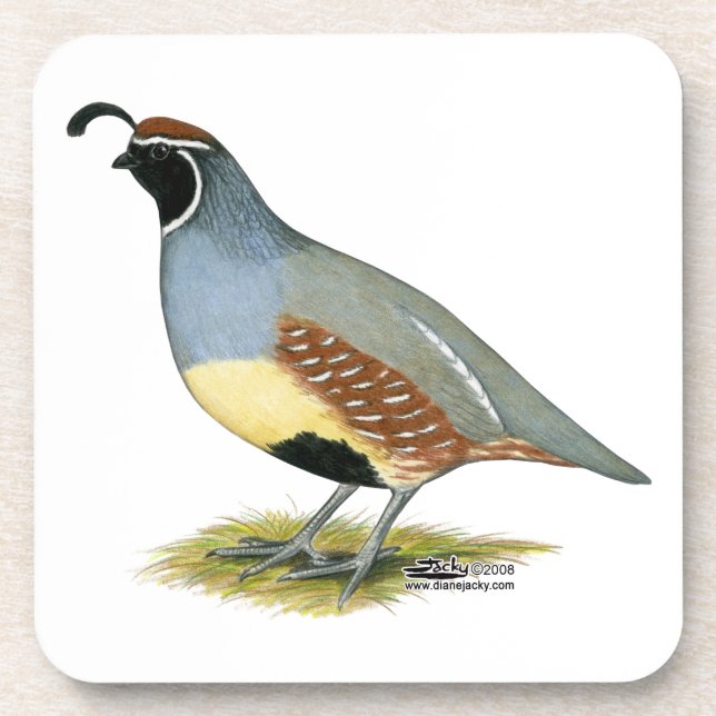 Gambel's Desert Quail Coaster (Front)