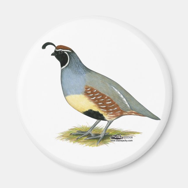 Gambel's Desert Quail Magnet (Front)