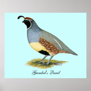 Gambel's Desert Quail Poster