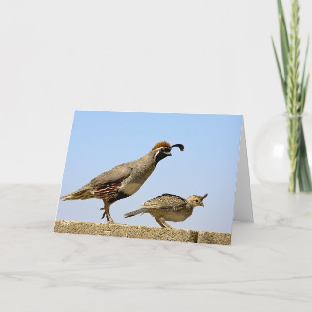 Gambel's Quail 1 Card (Front)