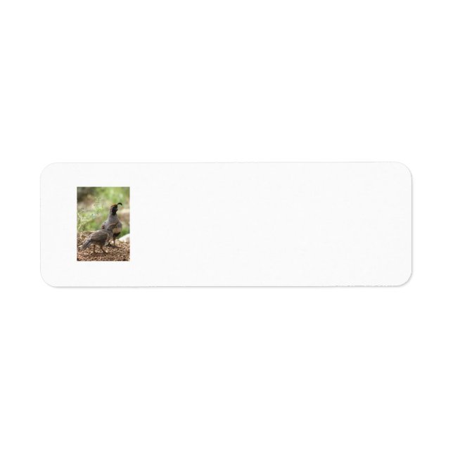 Gambel's Quail and chick address labels (Front)