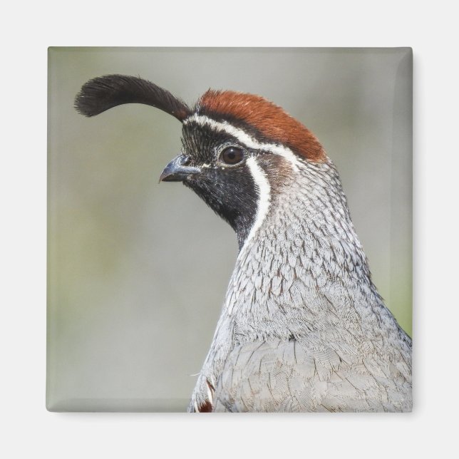 Gambel's Quail Magnet (Front)