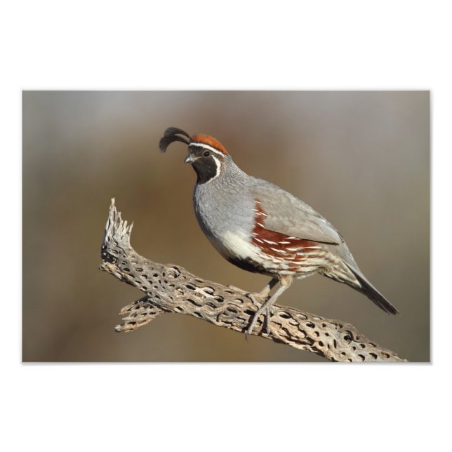 Gambel's Quail Photo Print (Front)