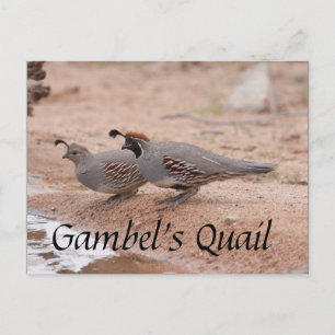Gambel's Quail taking a drink Postcard