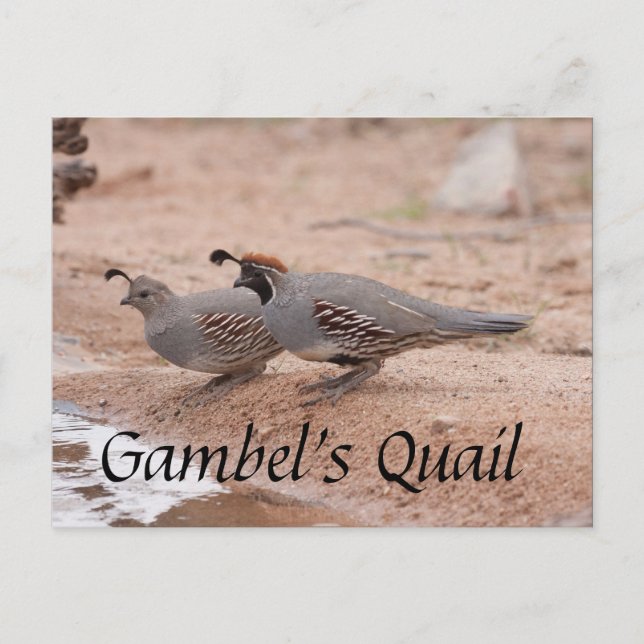 Gambel's Quail taking a drink Postcard (Front)