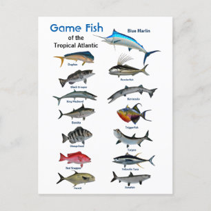 Game fish of the Tropical Atlantic  Postcard