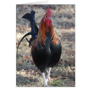 Game Rooster photo