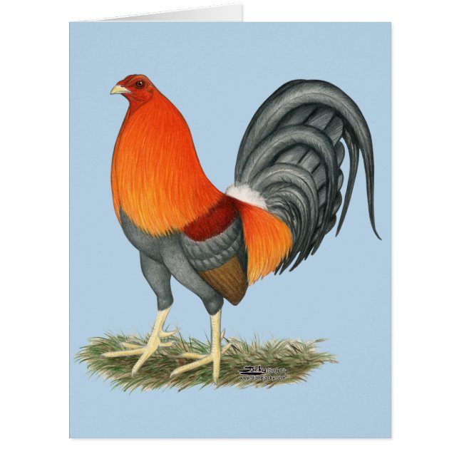 Gamecock Blue Red Rooster (Front)