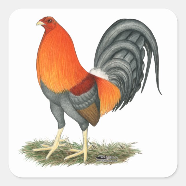 Gamecock Blue Red Rooster Square Sticker (Front)