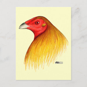 Gamecock Dubbed Postcard