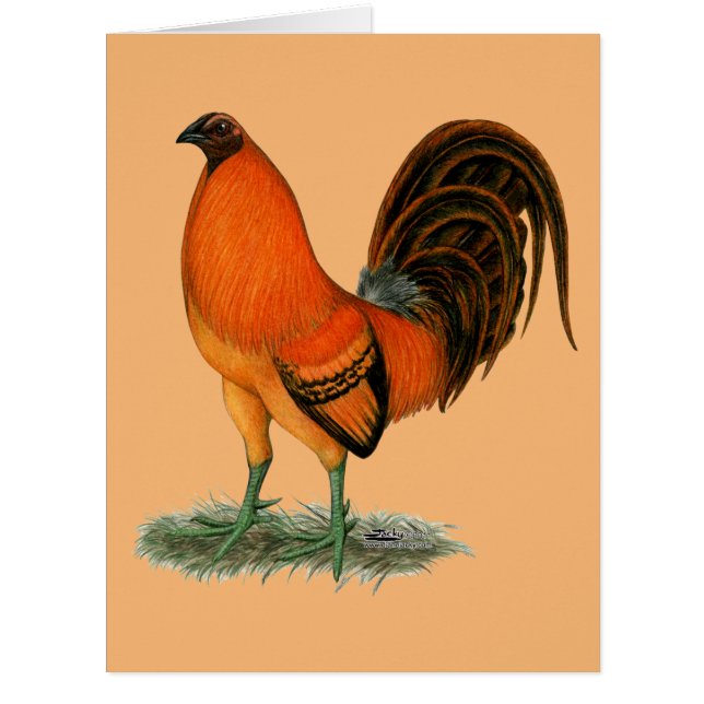 Gamecock Ginger Red Rooster (Front)