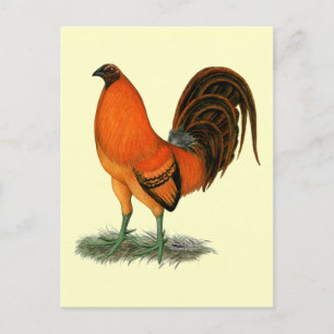 Gamecock Ginger Red Rooster Postcard