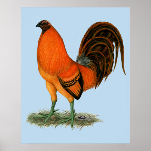Gamecock Ginger Red Rooster Poster