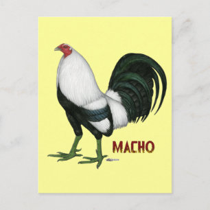 Gamecock Macho Duckwing Postcard