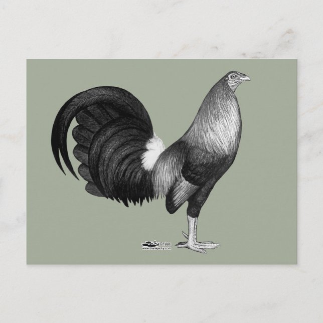 Gamecock Red Hatch Postcard (Front)