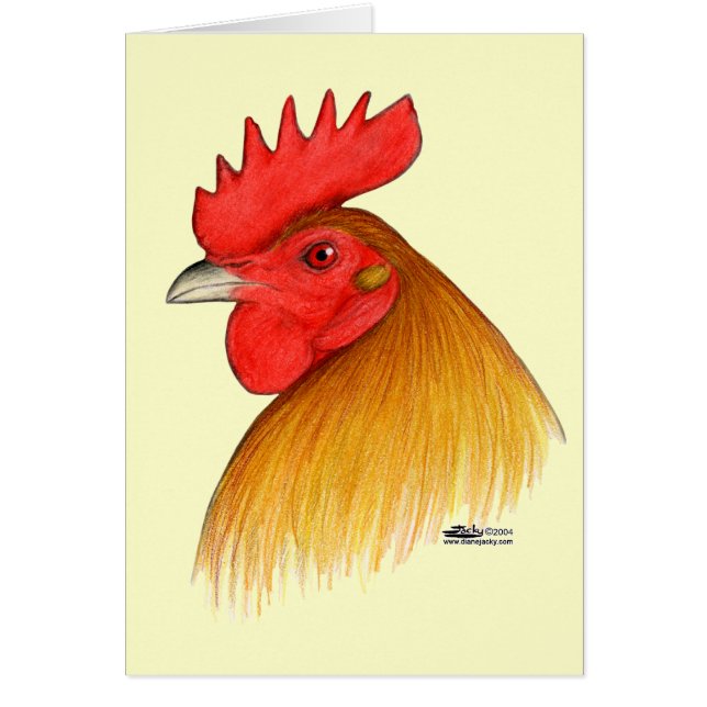 Gamecock Stag Single Comb (Front)