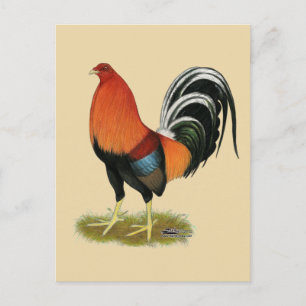 Gamecock Wheaten Rooster Postcard