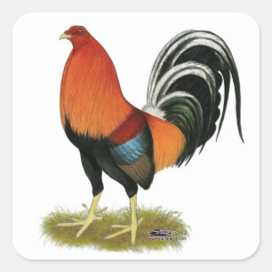 Gamecock Wheaten Rooster Square Sticker