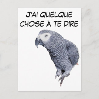 Gamme Perroquet - Gris du Gabon Postcard