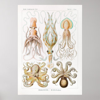Gamochonia-Trichterkraken by Ernst Haeckel Poster