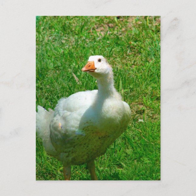 Gander Postcard (Front)