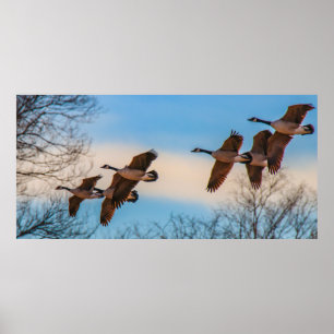Gang of Geese Poster