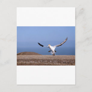 Gannet landing at Cape Kidnappers colony Postcard
