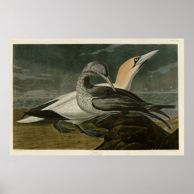 Gannet (Northern Gannet) Audubon Birds of America Poster (Front)