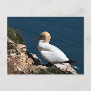 Gannet on a cliff at Bempton Postcard