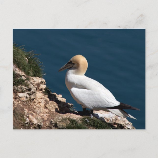 Gannet on a cliff at Bempton Postcard (Front)