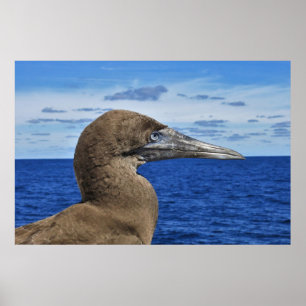 Gannet Portrait Poster
