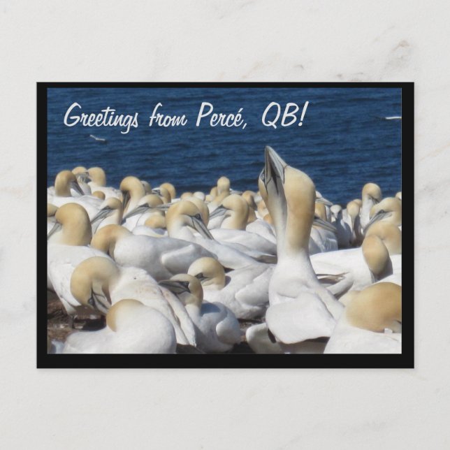 Gannet Postcard (Front)