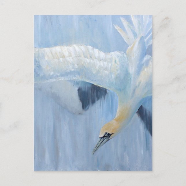 Gannets diving unique gifts for you postcard (Front)