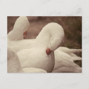 Gans Postkarte Postcard