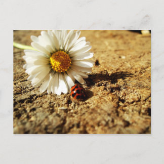 Gänseblümchen und Marienkäfer Postcard