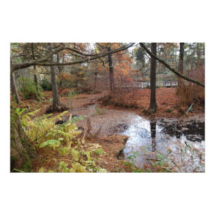 garden autumn trees and water pond plants scene. photo print