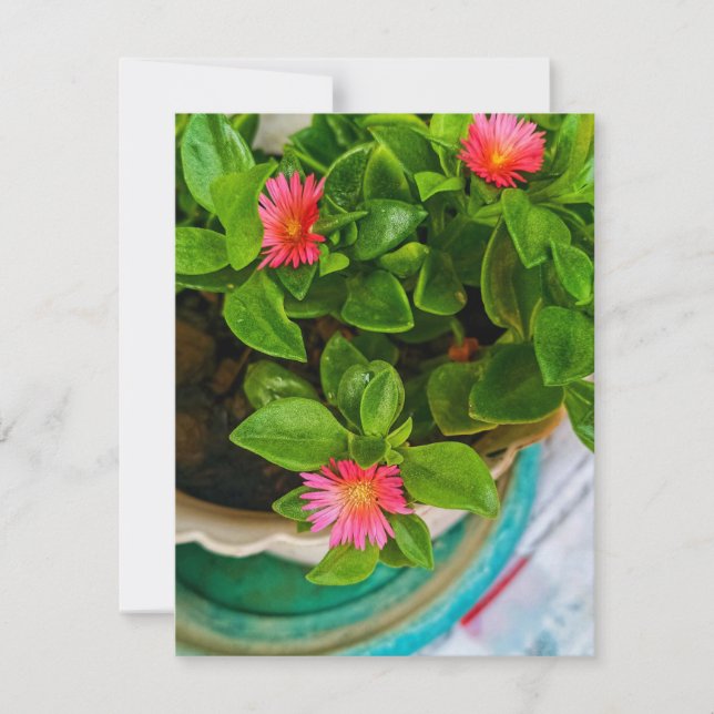 Garden Baby Sun Rose Plant In A Pot Flat Card (Front)