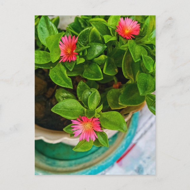 Garden Baby Sun Rose Plant In A Pot Postcard (Front)