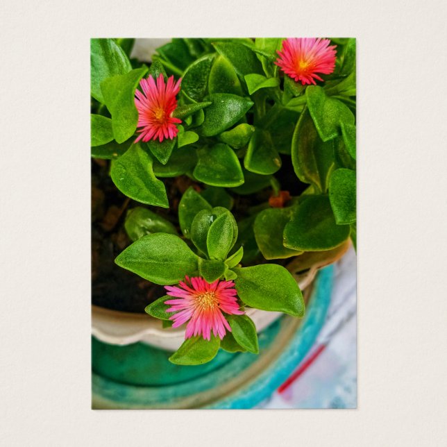 Garden Baby Sun Rose Plant In A Pot Profile Card (Front)
