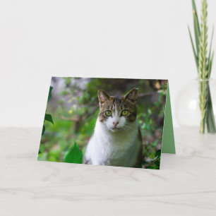 garden cat greeting card