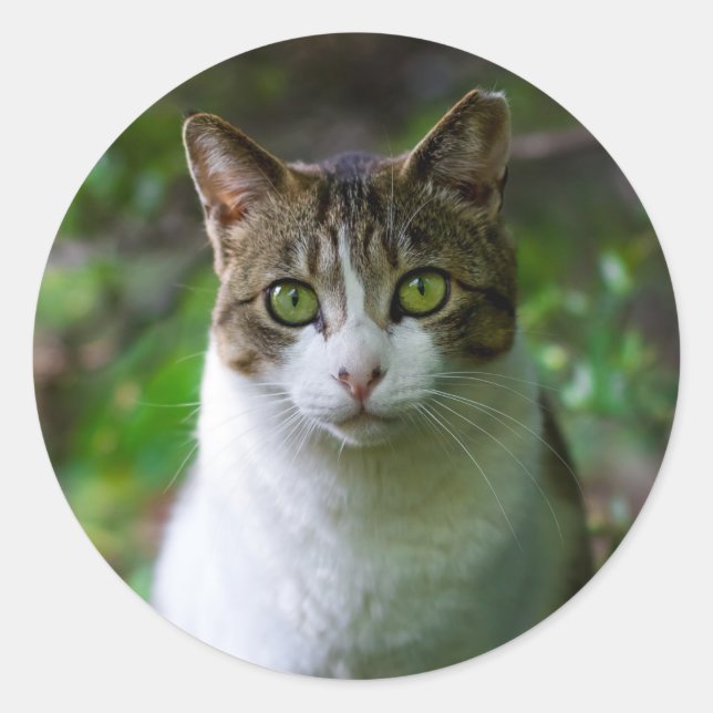 garden cat stickers (Front)